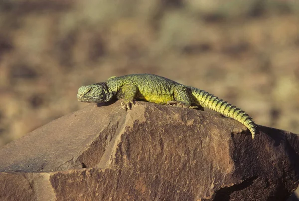 Lagarto Verde Del Género Cola Batida Sobre Una Roca Marruecos —  Fotos de Stock