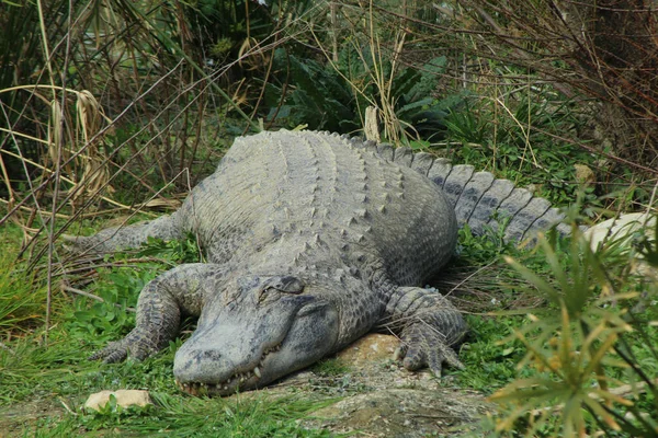 Alligatore Che Giace Vicino Uno Stagno — Foto Stock
