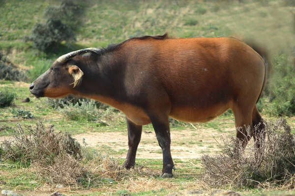 Bufalo Asiatico Una Foresta Thailandia — Foto Stock