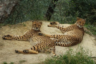 Tanzanya 'da bir açıklıkta iki çita yatıyor.
