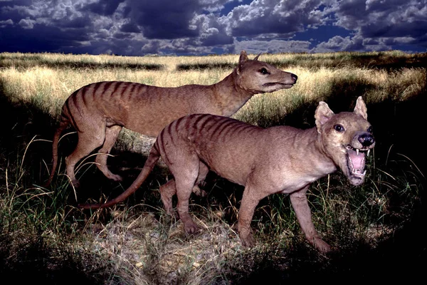 Několik Thylacinů Rekonstituovaném Médiu — Stock fotografie
