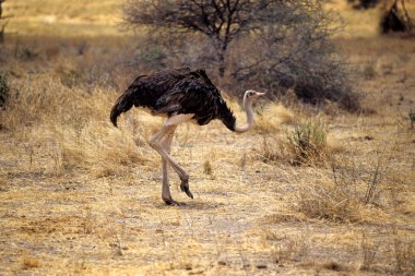 Tanzanya 'da savanda yürüyen bir erkek devekuşu.