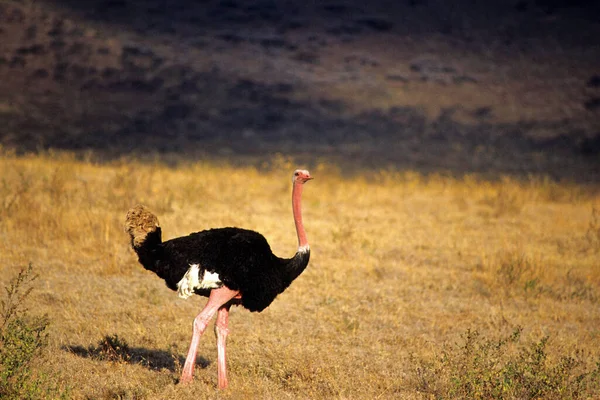 Ein Straußenmännchen Der Savanne Tansania — Stockfoto