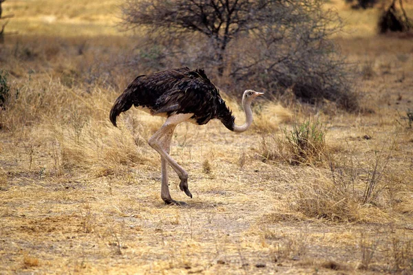 Samec Pštrosa Procházející Savaně Tanzanii — Stock fotografie