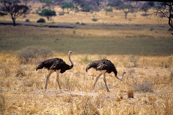 Dva Pštrosi Savaně Tanzanii — Stock fotografie