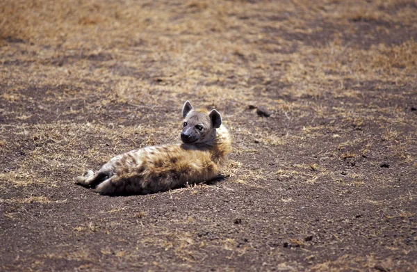 Una Hembra Hiena Manchada Descansando Sabana Tanzania — Foto de Stock