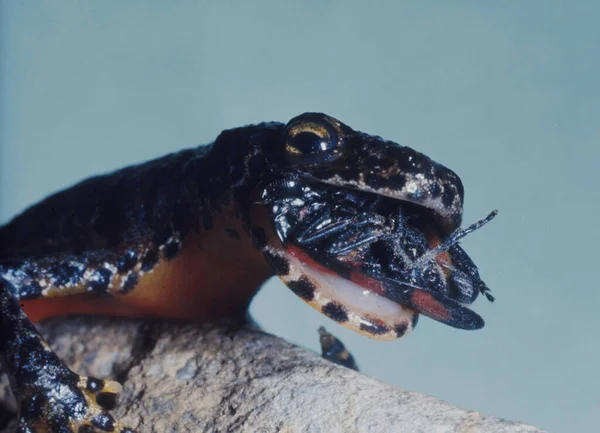 昆虫を食べるアルパインネット — ストック写真