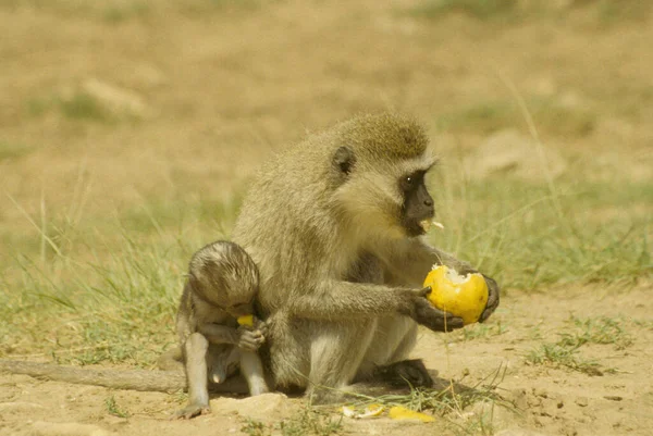 Mono Duelo Comiendo Una Fruta Kenia — Foto de Stock