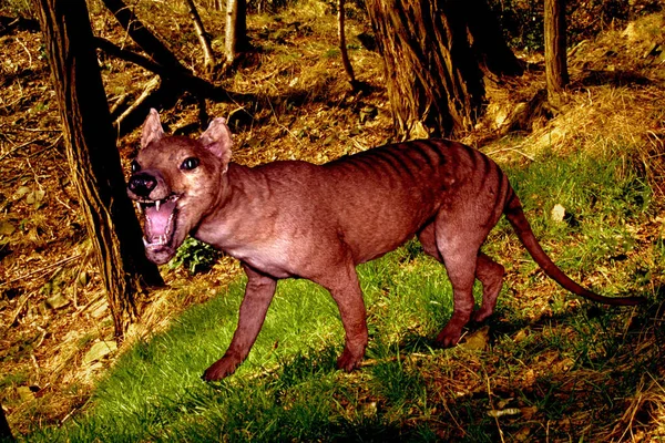 Thylacine Thylacinus Cyanocephalus Male Reconstructed Environment — Stock Photo, Image