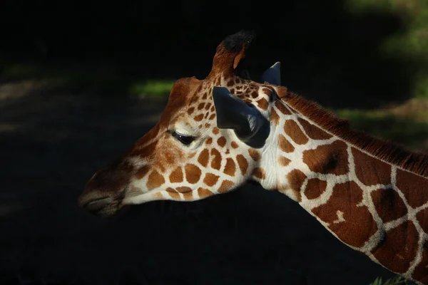 Retrato Uma Girafa Tanzânia — Fotografia de Stock
