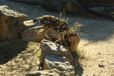 Tanzanya 'da yürüyen vahşi bir köpek.