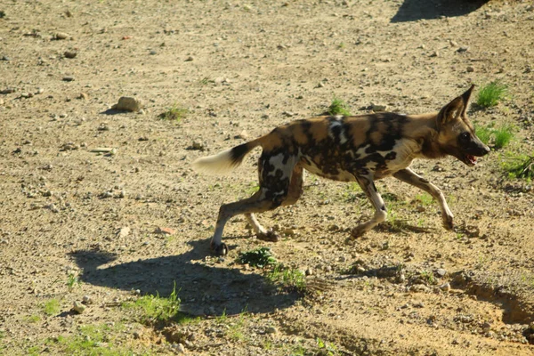Divoký Pes Běžící Tanzanii — Stock fotografie