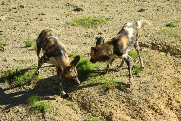 Dva Divocí Psi Louce Tanzanii — Stock fotografie