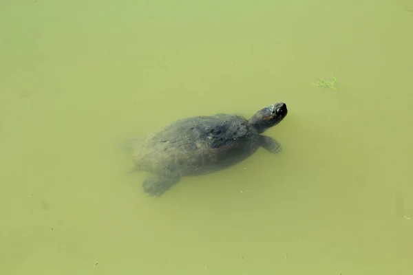 Una Tortuga Acuática Nadando Estanque —  Fotos de Stock