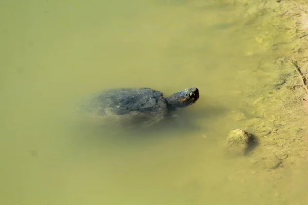 Akvatisk Sköldpadda Som Simmar Damm — Stockfoto