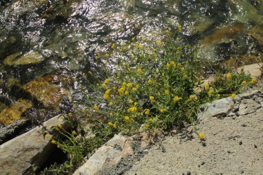 Pireneler 'de bir derenin yanındaki sarı çiçek çalısı.
