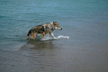 Kanada 'da denizde yürüyen büyük bir kurt.