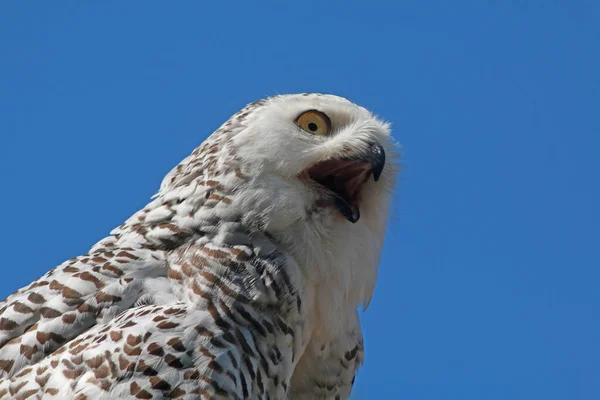 雪地猫头鹰的肖像 — 图库照片