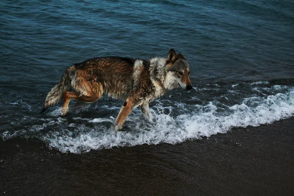 Kanada 'da denizde yürüyen büyük bir kurt.