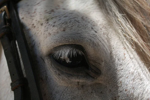 Close Eye White Horse — Stock Photo, Image
