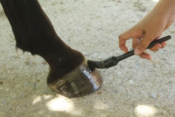 Rider Heals Her Horse Hoof Brush — Stock Photo, Image