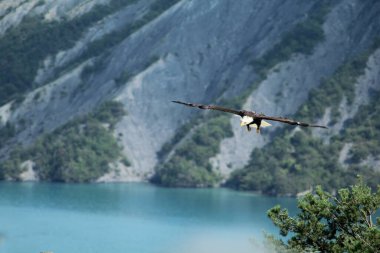 Gölün üzerinde uçan bir balık kartalı.
