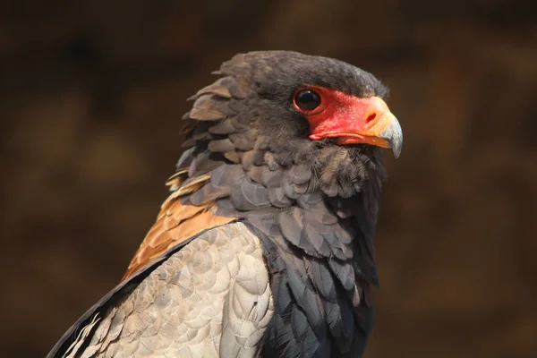 Retrato Perfil Águila Bateleur —  Fotos de Stock