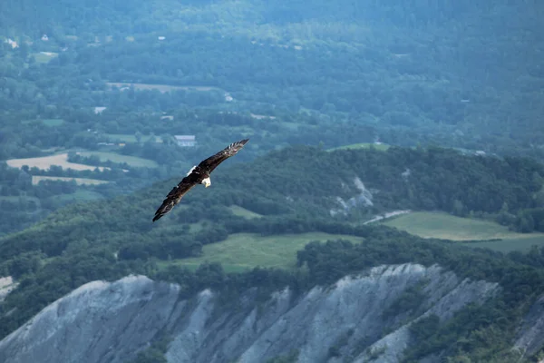 Pez Águila Vuelo Sobre Una Montaña —  Fotos de Stock