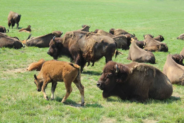 Una Manada Bisontes Europeos Con Joven Prado Suiza — Foto de Stock