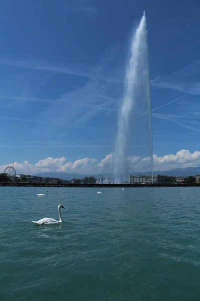 Several Swans Large Water Jet Lake Leman Geneva Switzerland — Stock Photo, Image