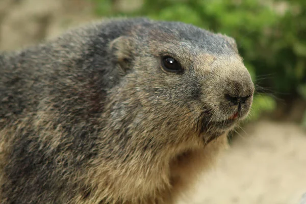 Ritratto Una Marmotta Nelle Alpi Francia — Foto Stock