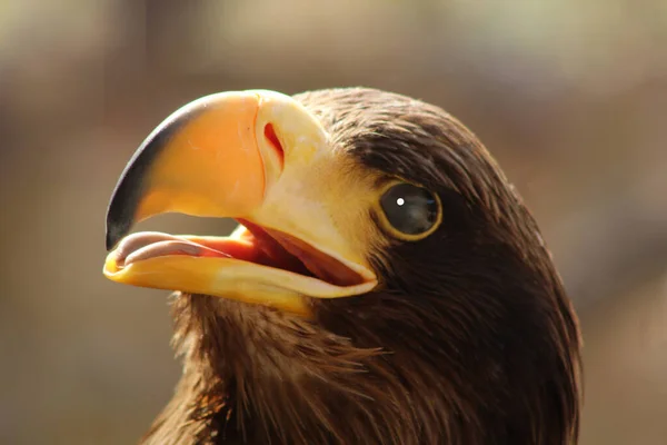 Gagası Açık Kel Kartal Tipli Bir Yırtıcı Kuşun Kafasının Yakın — Stok fotoğraf