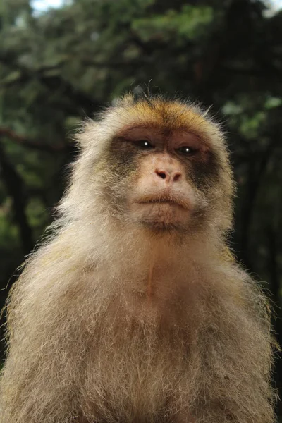 Een Portret Van Een Aap Uit Gibraltar — Stockfoto