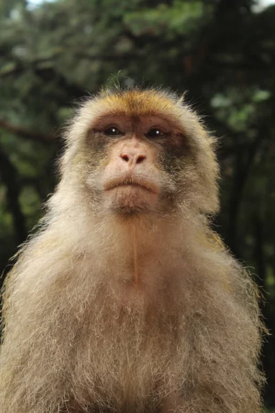 Retrato Macaco Gibraltar — Fotografia de Stock