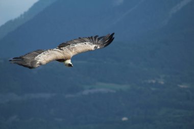 Dağların üzerinden uçan bir griffon akbabası.