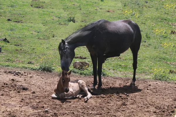 Female Horse Her Foal Meadow — Stock Photo, Image