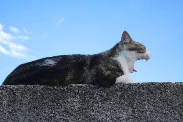 一只胖胖的猫在墙上打呵欠 — 图库照片