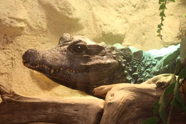 Portret Młodego Krokodyla Ukrywającego Się Skałach — Zdjęcie stockowe