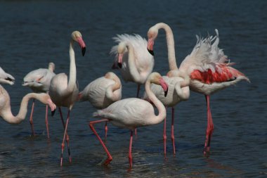 Fransa 'da Camargue' de bir gölde birkaç pembe flamingo