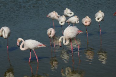 Fransa 'nın Camargue gölünde dinlenen birkaç pembe flamingo.