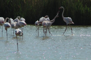 Fransa 'da Camargue' de bir gölde kavga eden iki pembe flamingo.