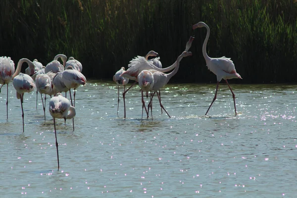 Zwei Rosa Flamingos Kämpfen Einem See Der Camargue Frankreich — Stockfoto