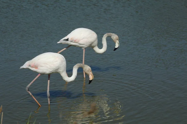 Два Фламинго Отражениями Воде Гуляющие Озере Франции — стоковое фото