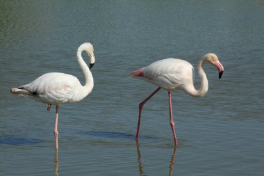 İki flamingo dinleniyor ve Fransa 'da bir gölde yürüyor.