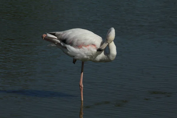 발로서서 프랑스의 호수에서 깃털을 다듬고 — 스톡 사진