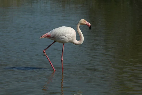 Flamingo Promenad Sjö Frankrike — Stockfoto