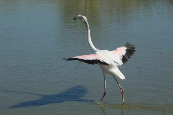 Flamingo Flying Lake France — Stock Photo, Image