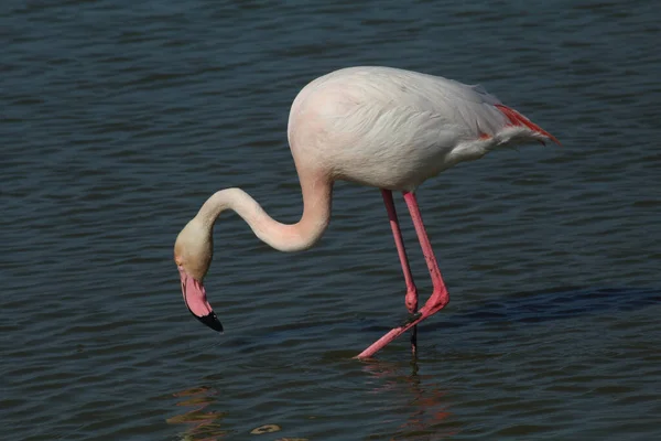 Flamingo Makan Dalam Air Danau Perancis — Stok Foto