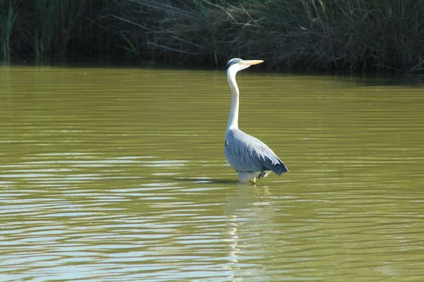 Een Grijze Reiger Een Meer Frankrijk — Stockfoto