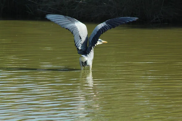 Una Garza Gris Volando Lago Francia — Foto de Stock